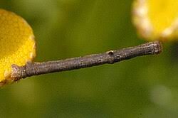 Attēlu rezultāti vaicājumam “Plagodis pulveraria”