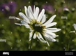 Image result for Anemonenarten