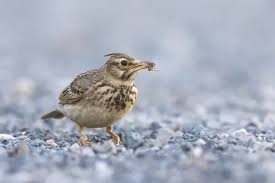 Attēlu rezultāti vaicājumam “Galerida cristata adult”