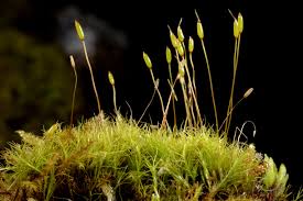 Attēlu rezultāti vaicājumam “Distichium capillaceum”