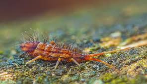 Attēlu rezultāti vaicājumam “Orchesella flavescens”