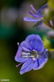 Attēlu rezultāti vaicājumam “Veronica agrestis flower”