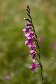 Attēlu rezultāti vaicājumam “Gladiolus imbricatus flower”