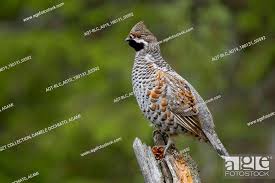 Attēlu rezultāti vaicājumam “Tetrastes bonasia female”