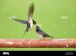 Attēlu rezultāti vaicājumam “Hirundo rustica juvenile”