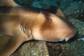 Image result for Paragaleus pectoralis