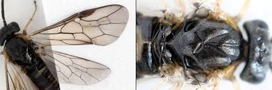 Attēlu rezultāti vaicājumam “Pristiphora maesta”