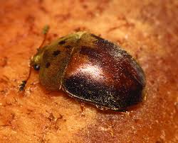 Attēlu rezultāti vaicājumam “Hemitrichia leiotricha macro”