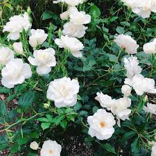 「アイスバーグ」の画像検索結果