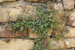 Attēlu rezultāti vaicājumam “Cymbalaria muralis”