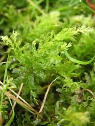 Attēlu rezultāti vaicājumam “Plagiomnium undulatum”