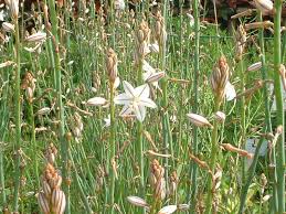 Image result for Asphodelus fistulosus