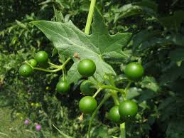 Attēlu rezultāti vaicājumam “Bryonia alba fruit”