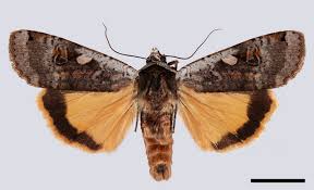 Attēlu rezultāti vaicājumam “Noctua pronuba”