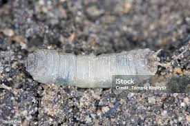 Attēlu rezultāti vaicājumam “Tipulidae larva”