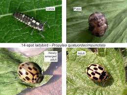 Attēlu rezultāti vaicājumam “Propylea quatuordecimpunctata”