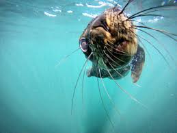 Image result for Wyndley Seals Snorkelling Club
