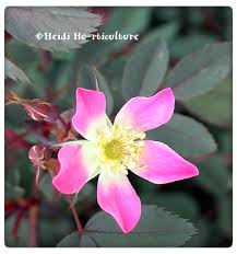Attēlu rezultāti vaicājumam “Rosa glauca flower”