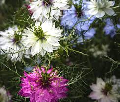 Image result for Nigella damascena