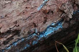 Attēlu rezultāti vaicājumam “Byssocorticium atrovirens”