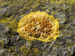 Attēlu rezultāti vaicājumam “Caloplaca saxicola”