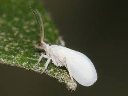 Attēlu rezultāti vaicājumam “Coniopterygidae”