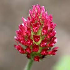 Image result for Trifolium incarnatum