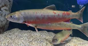 Image result for Salvelinus alpinus