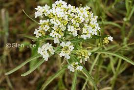 Attēlu rezultāti vaicājumam “Armoracia rusticana flower”