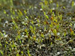 Attēlu rezultāti vaicājumam “Gyroweisia tenuis”