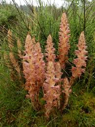 Attēlu rezultāti vaicājumam “Orobanche reticulata flower”