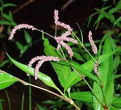 Attēlu rezultāti vaicājumam “Persicaria lapathifolia”