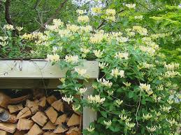 Attēlu rezultāti vaicājumam “Lonicera”