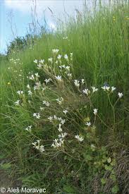 Attēlu rezultāti vaicājumam “Saxifraga granulata leaf”