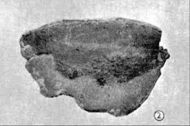 Attēlu rezultāti vaicājumam “Perenniporia subacida”