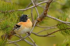 Attēlu rezultāti vaicājumam “Fringilla montifringilla”