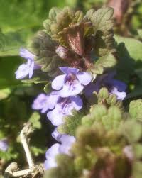 Attēlu rezultāti vaicājumam “Glechoma hederacea flower”