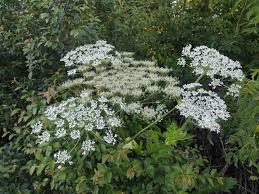 Attēlu rezultāti vaicājumam “Heracleum sosnowskyi leaf”
