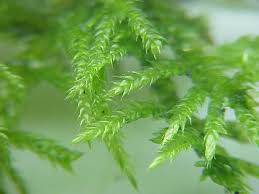 Attēlu rezultāti vaicājumam “Cirriphyllum piliferum”