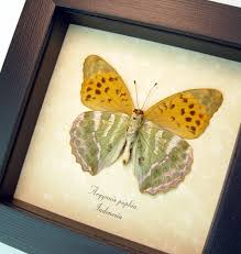 Attēlu rezultāti vaicājumam “Argynnis paphia”