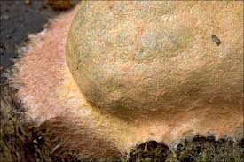 Attēlu rezultāti vaicājumam “Fuligo leviderma”