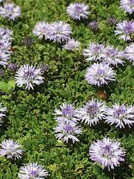 Attēlu rezultāti vaicājumam “Carex globularis flower”