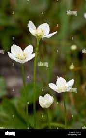Attēlu rezultāti vaicājumam “Parnassia palustris leaf”