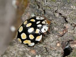 Attēlu rezultāti vaicājumam “Sospita vigintiguttata”