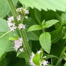 Attēlu rezultāti vaicājumam “Mentha arvensis flower”