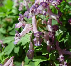 Attēlu rezultāti vaicājumam “Corydalis solida flower”
