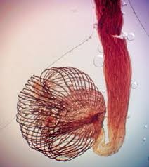 Attēlu rezultāti vaicājumam “Cribraria cancellata var. fusca”