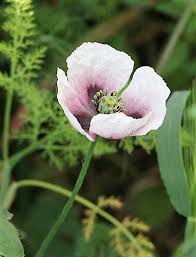 Attēlu rezultāti vaicājumam “Papaver somniferum flower”