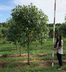 Attēlu rezultāti vaicājumam “Chionanthus virginicus”