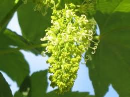 Attēlu rezultāti vaicājumam “Acer pseudoplatanus fo. purpurascens flower”